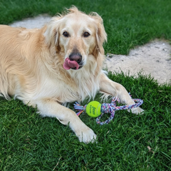 Collection image for: Dog Enrichment & Toys